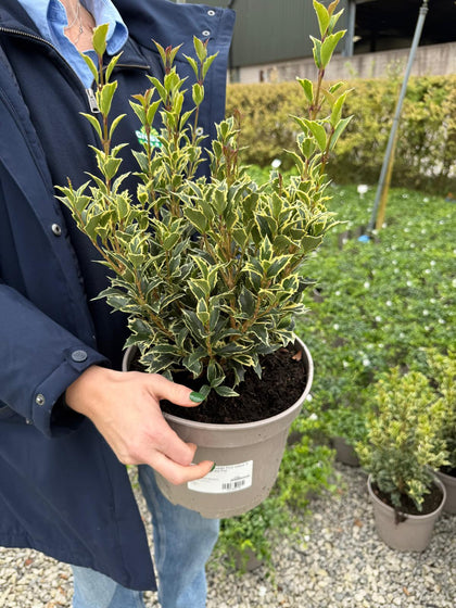 Osmanthus Goshiki Five colour 5 Litre Pot