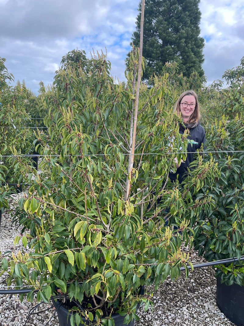 Portuguese Laurel Myrtifolia 90 Litre Pot 150cm Tall Seconds Quality
