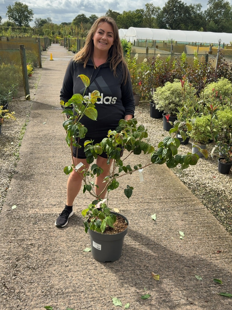Cornus Kousa Satomi 12 Litre Pot 60-80cm Tall