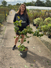 Cornus Kousa Satomi 12 Litre Pot 60-80cm Tall