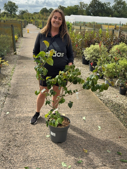 Cornus Kousa Satomi 12 Litre Pot 60-80cm Tall