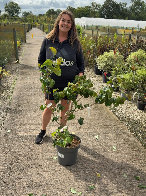 Cornus Kousa Satomi 12 Litre Pot 60-80cm Tall