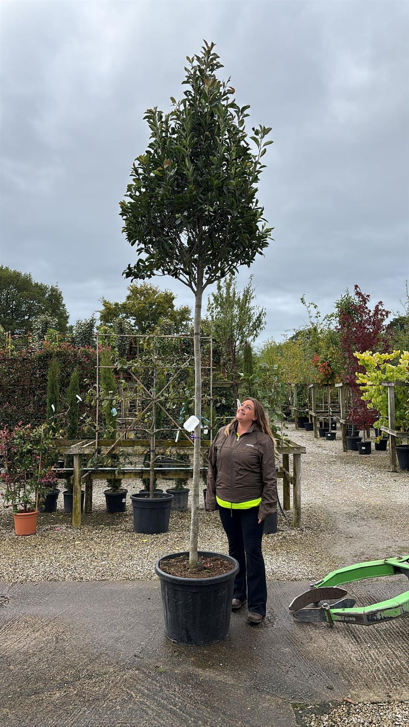 Photinia Red Robin Standard 14/16cm Girth 200 Stem