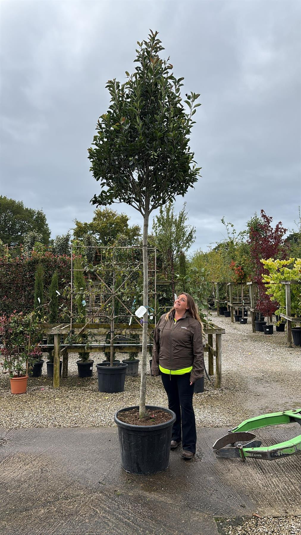 Photinia Red Robin Standard 14/16cm Girth 200 Stem — Grasslands Nursery