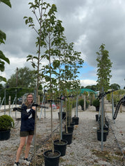Magnolia Rose Marie Tree 8/10cm Girth