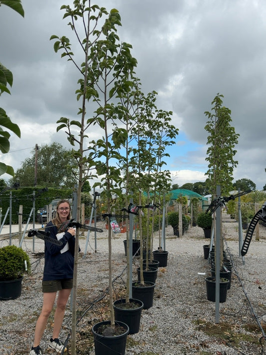 Magnolia Rose Marie Tree 8/10cm Girth