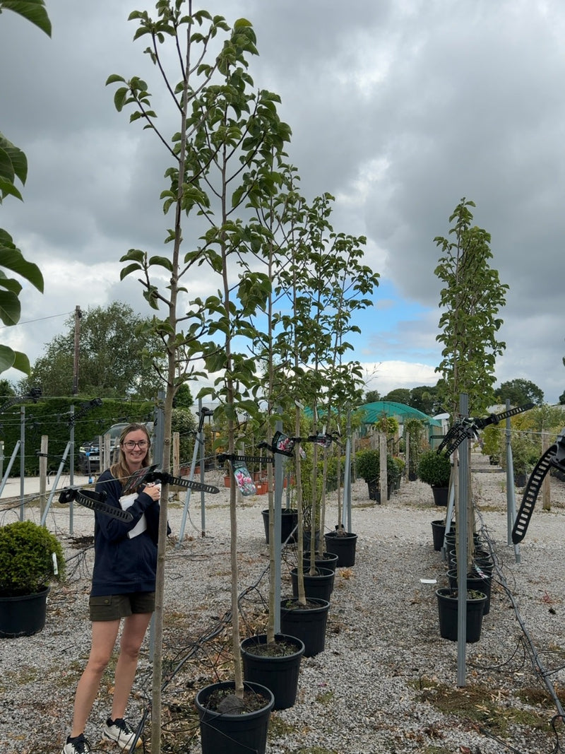 Magnolia Rose Marie Tree 8/10cm Girth
