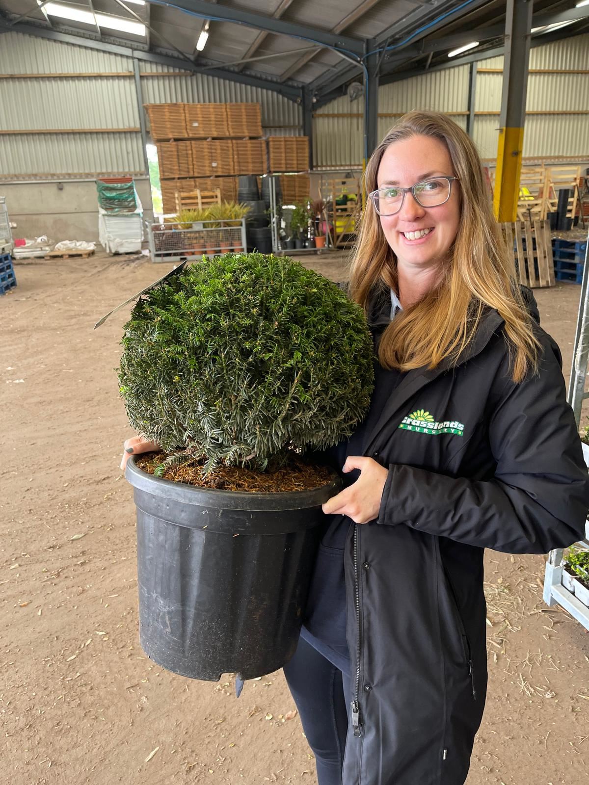 Yew or Taxus Baccata Ball 12 Litre Pot 40cm
