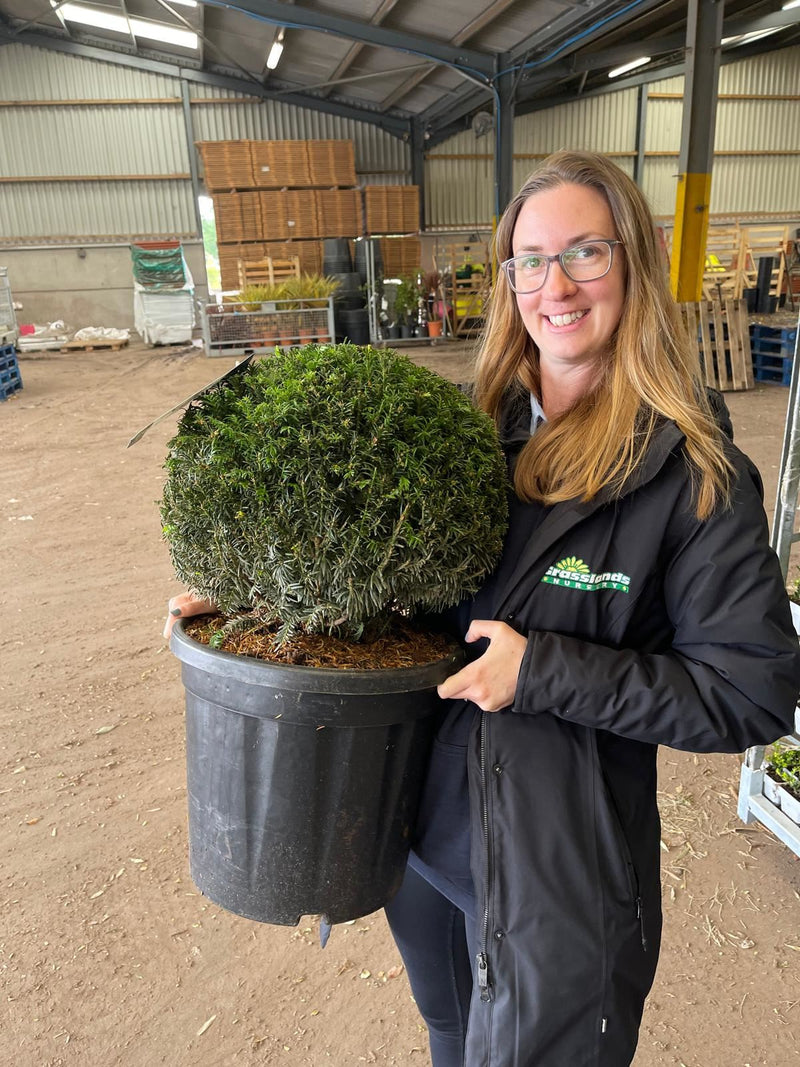 Yew or Taxus Baccata Ball 12 Litre Pot 40cm