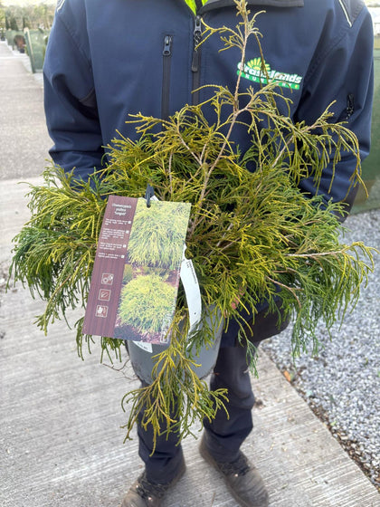 Chamaecyparis Pisifera Sungold 4.5 Litre Pot