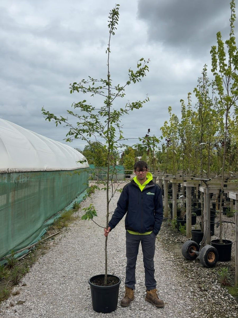 Amelanchier Lamarckii 6-8 cm Girth