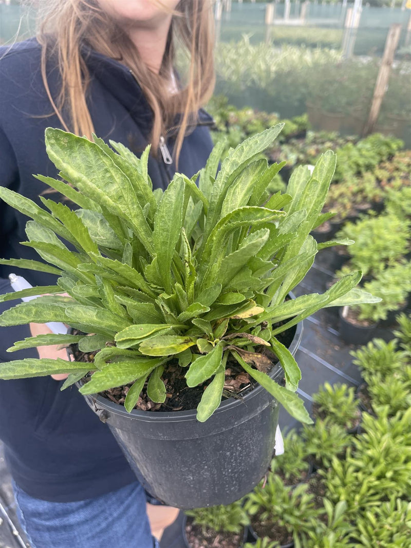 Leucanthemum Ooh La Lacreme 3 Litre Pot