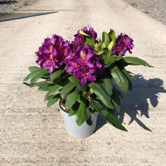 Rhododendron Hybrid Marcel Menard 5 Litre Pot