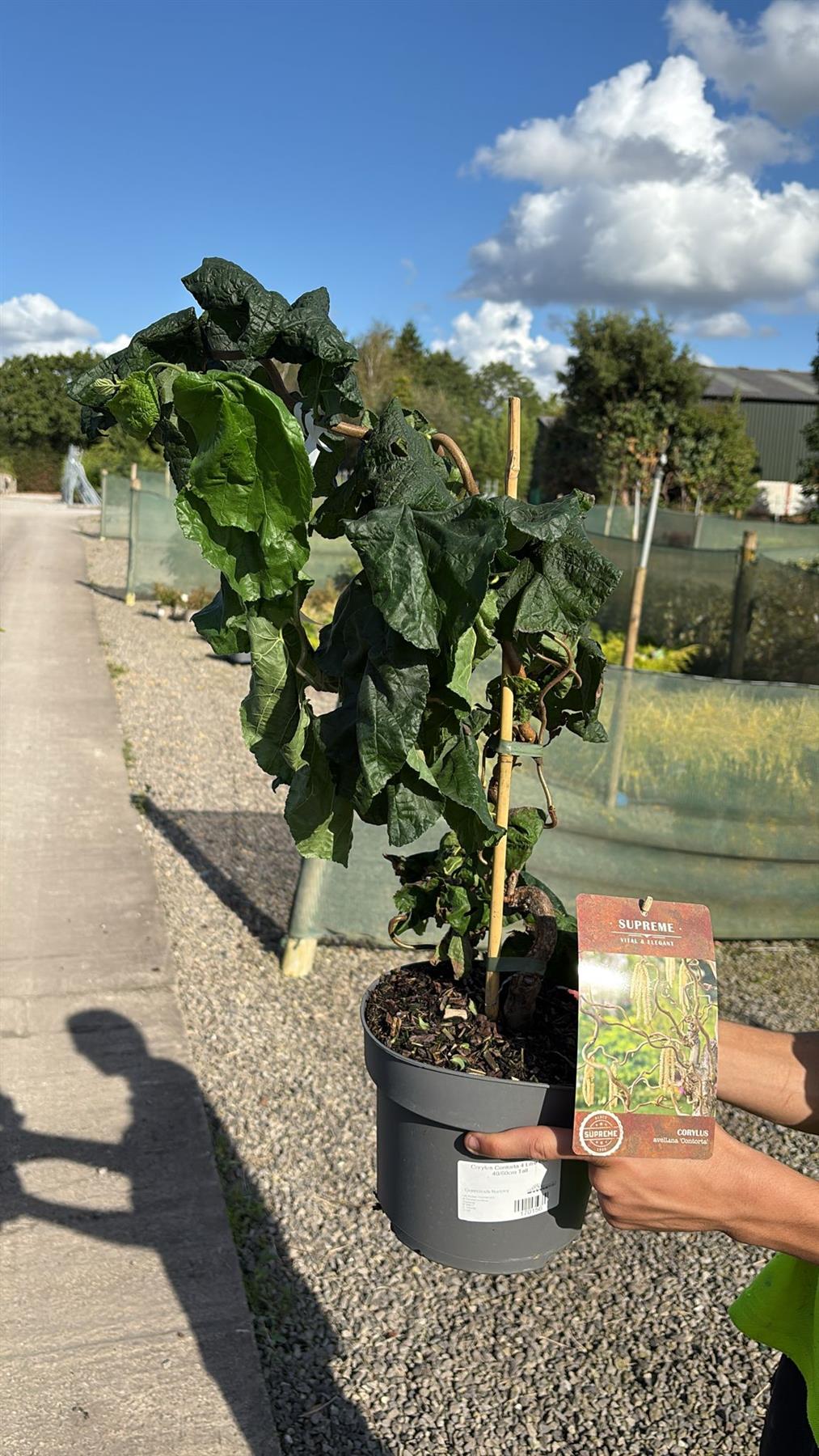 Corylus Contorta 4 Litre Pot 40/60cm Tall