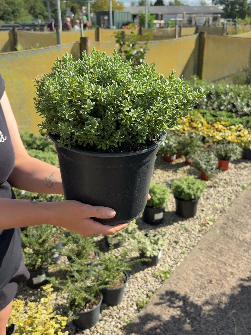 Hebe Sutherlandii 5 Litre Pot