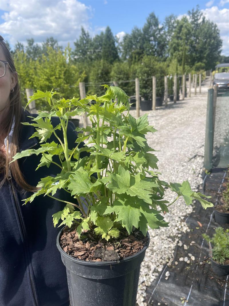 Delphinium Pink Shades 3 Litre Pot