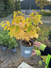 Cornus Magic Flame 4.5 Litre Pot