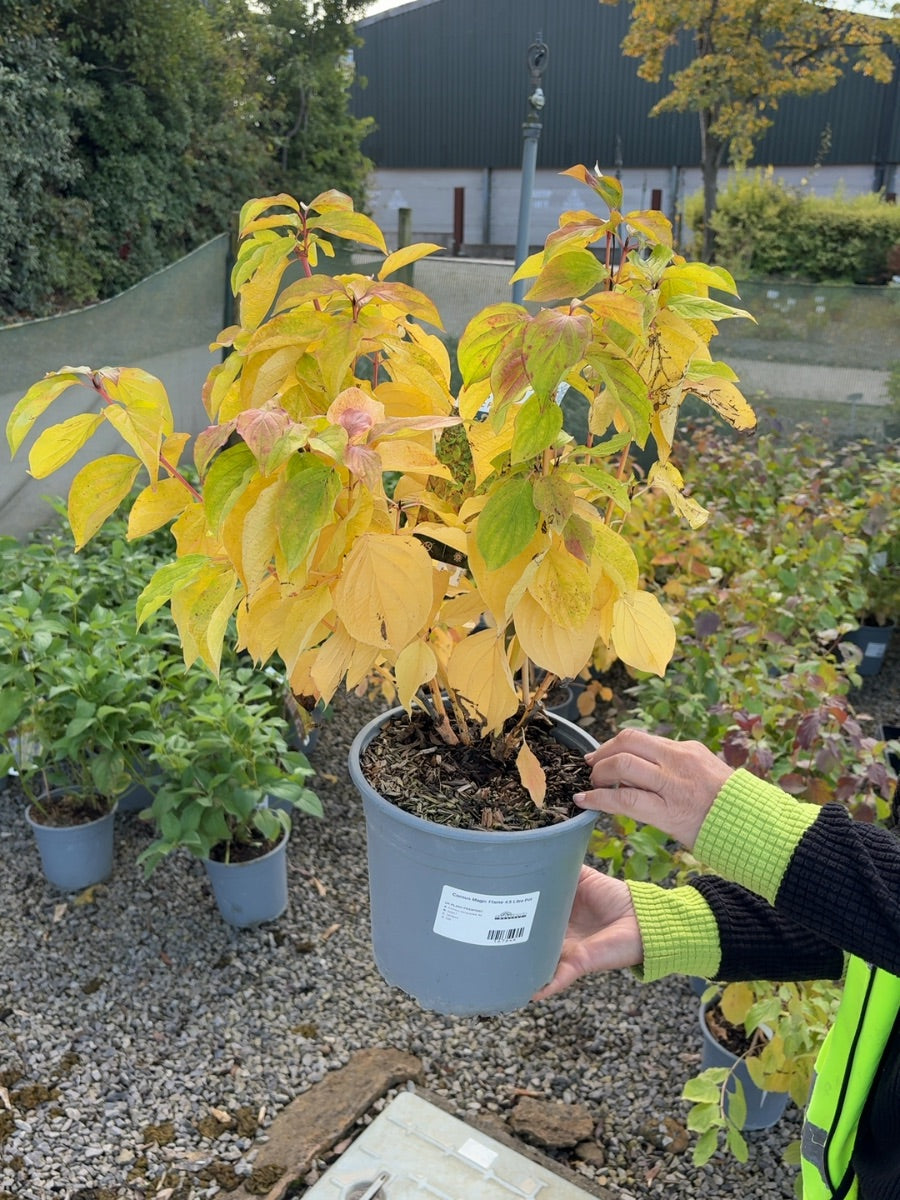 Cornus Magic Flame 4.5 Litre Pot