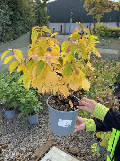 Cornus Magic Flame 4.5 Litre Pot