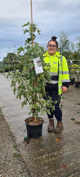 Liquidambar sty. Albomarginata Manon 40 Litre Pot
