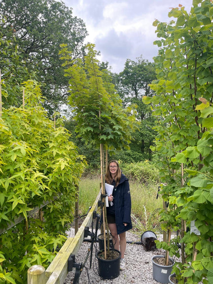 Acer Platanoides Globosum 25 Litre Pot 180cm Stem