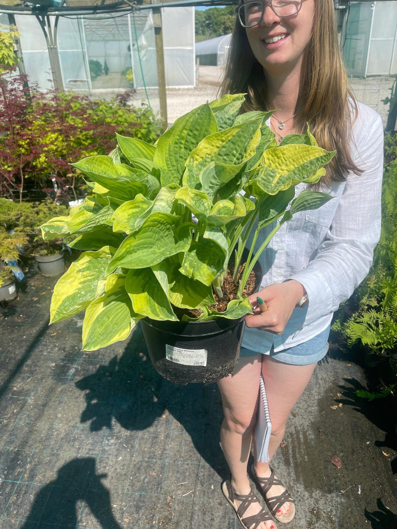 Hosta Frances Williams 7.5 Litre Pot