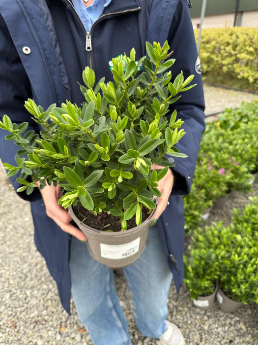 Hebe Mette 2 Litre Pot