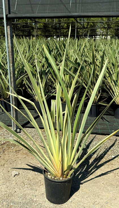Phormium Tenax Variegata 10 Litre Pot