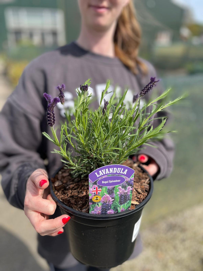 Lavender Regal Splendor 3 Litre Pot