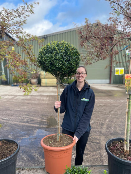 Ilex Crenata Caroline Half Standard