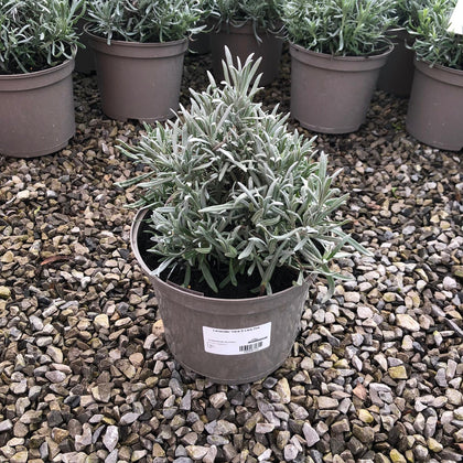 Lavender Vera 5 Litre Pot