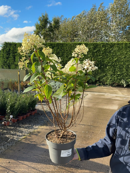 Hydrangea Paniculata Bobo 4 Litre Pot 40-50cm