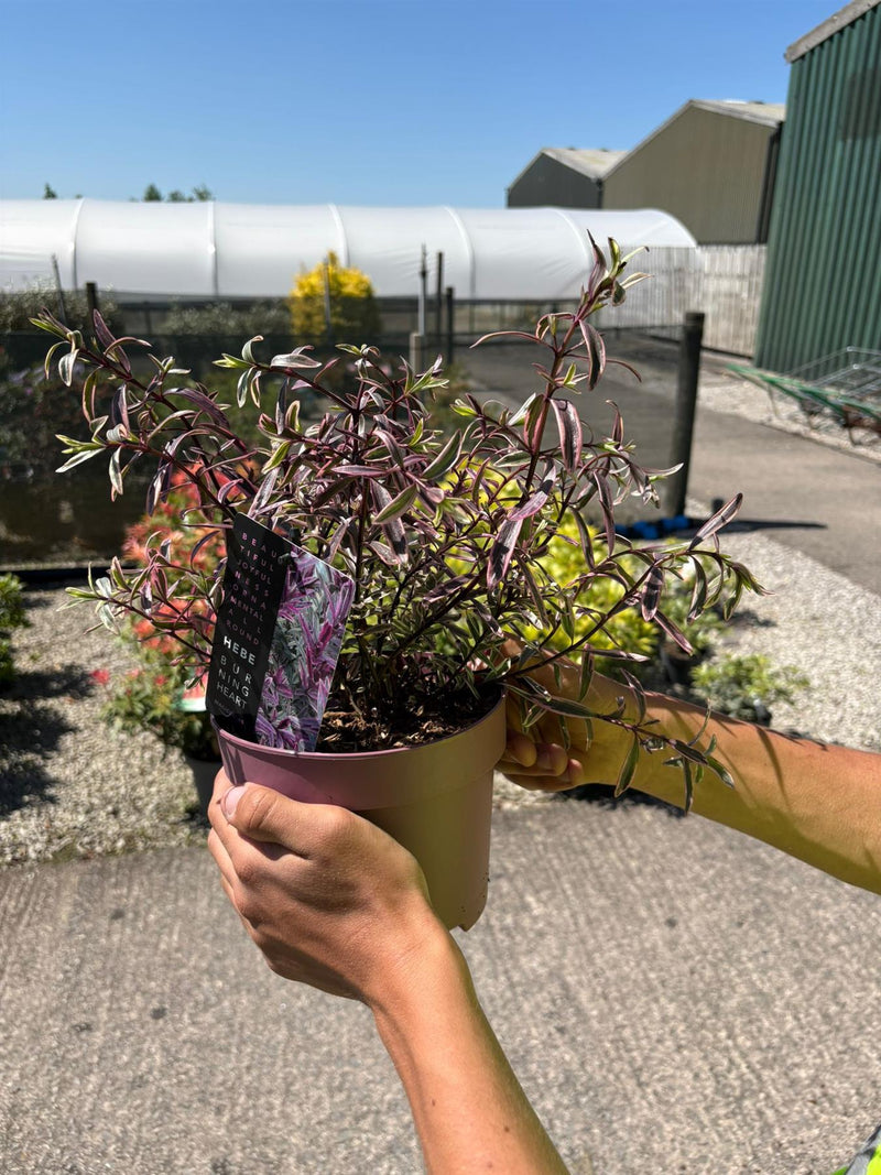 Hebe Burning Heart 2 Litre Pot