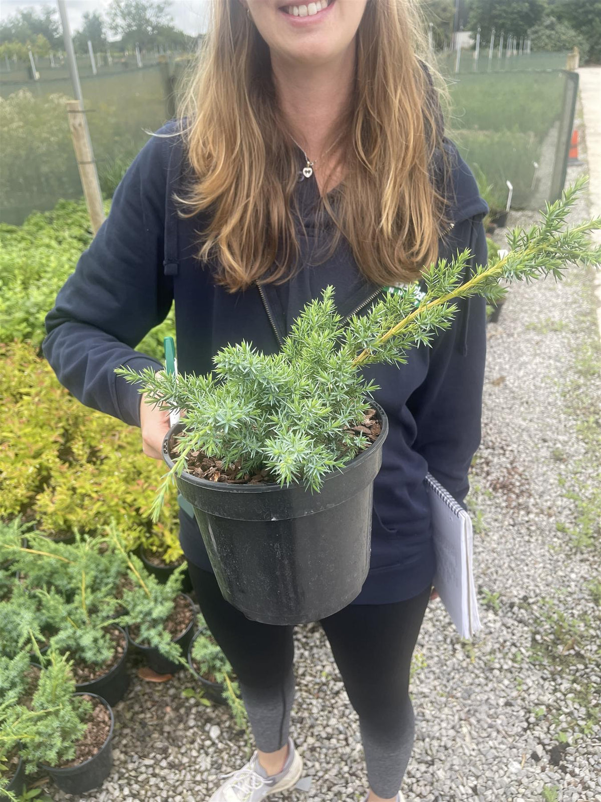 Juniperus Repanda 2 Litre Pot