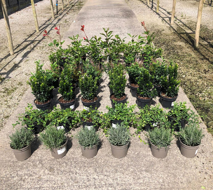 42 x Shrub Mix Border Pack