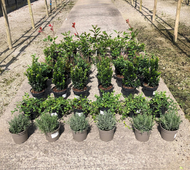 42 x Shrub Mix Border Pack