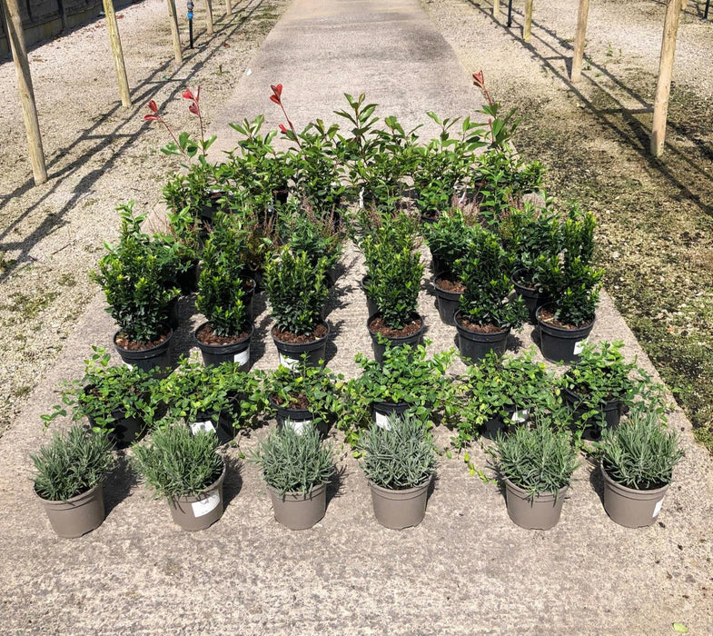 42 x Shrub Mix Border Pack
