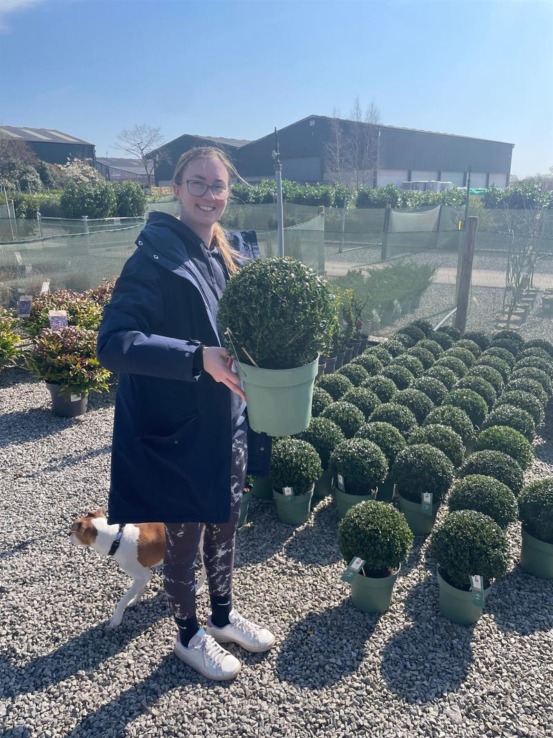 Ilex Crenata Jenny Ball 6 Litre Pot 32cm