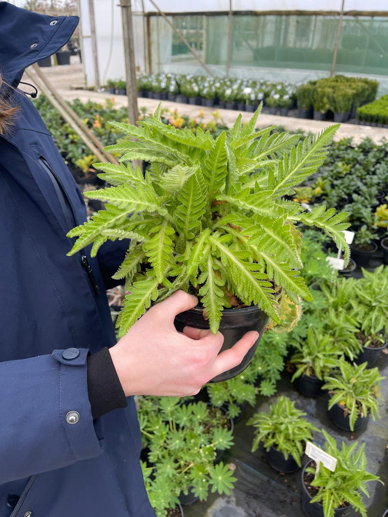 Papaver Harlem 3 Litre Pot