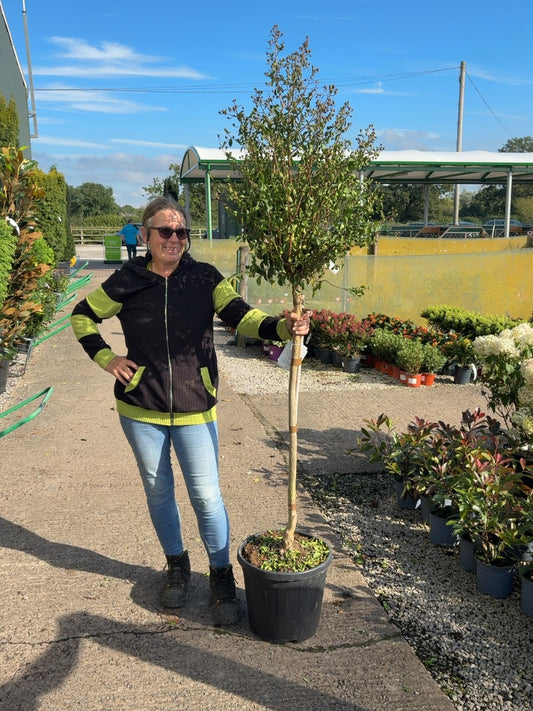 Lagerstroemia Indica 18 Litre Half Standard
