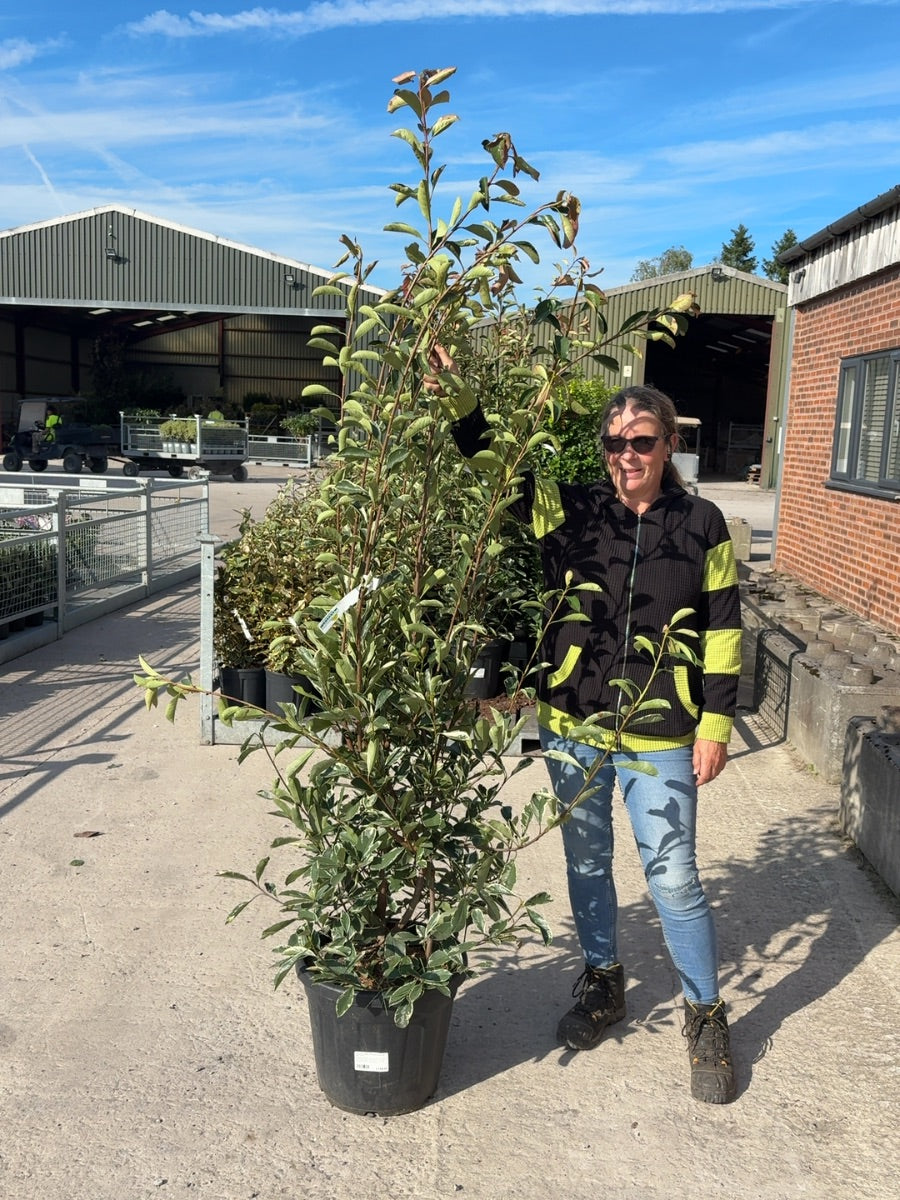 Photinia x fraseri Pink Marble 30 Litre Pot 175cm