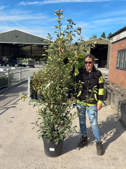 Photinia x fraseri Pink Marble 30 Litre Pot 175cm