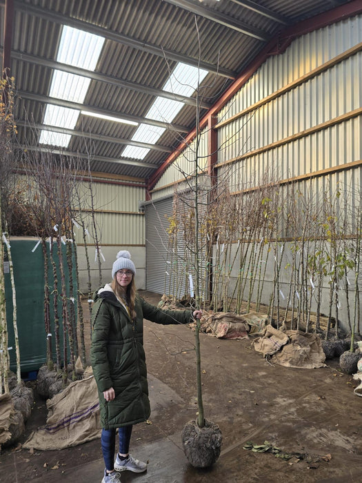 Nyssa sylvatica 8/10cm Girth Root Ball