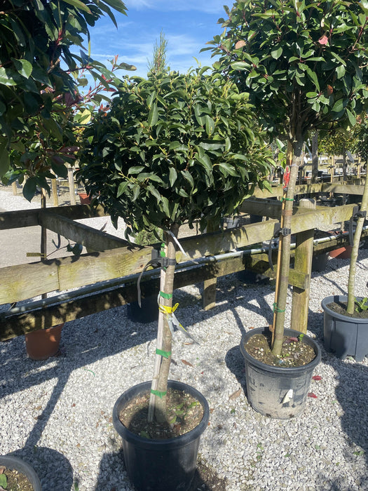 Prunus Lusitanica Brenelia 25 Litre Pot 1/2 Standard
