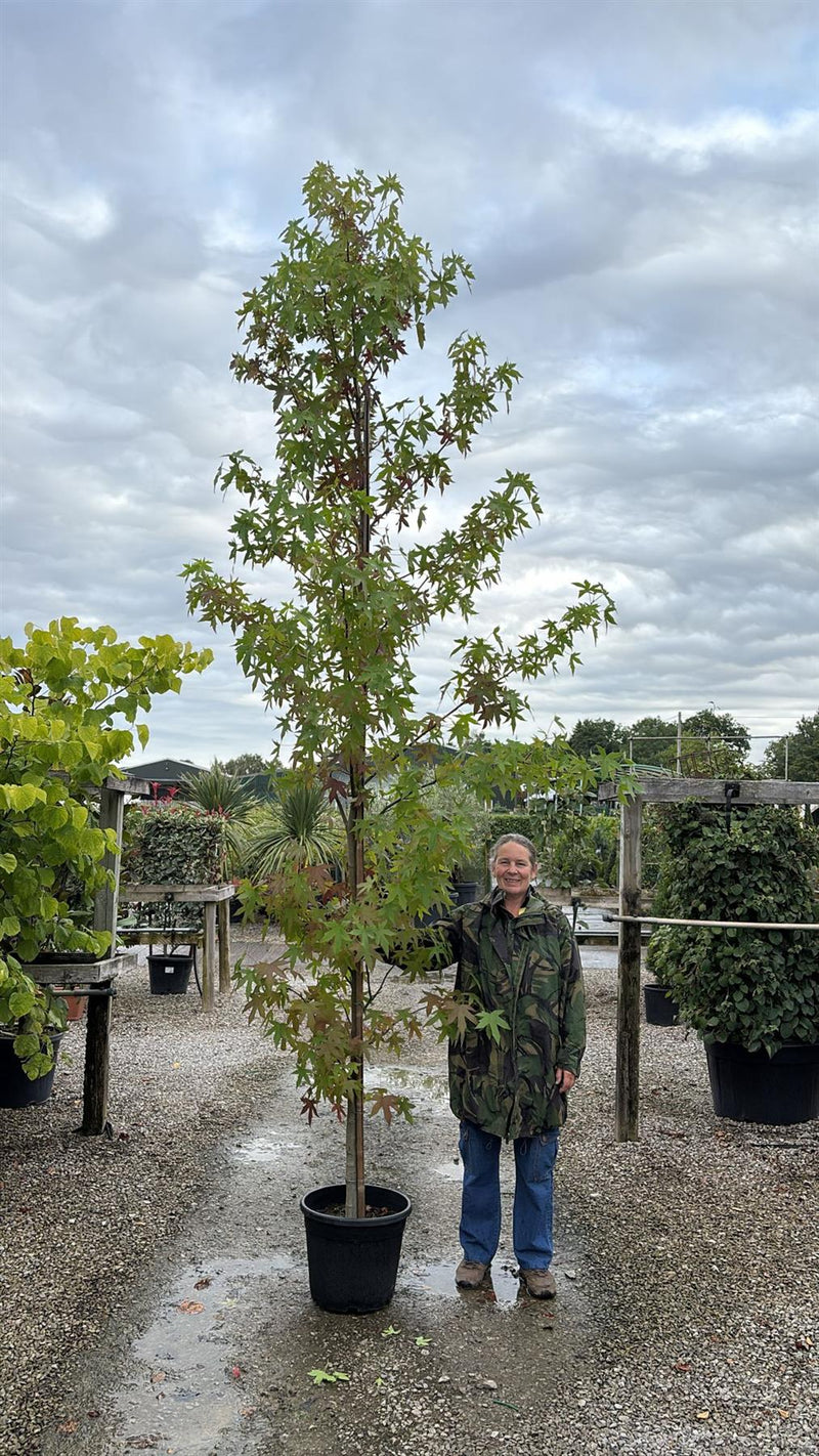 Liquidambar sty Worplesdon 8-10cm G 300cm or more