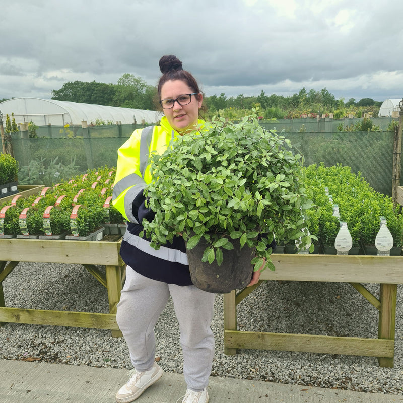 Pittosporum Tenuifolium Golf Ball 15 Litre Pot