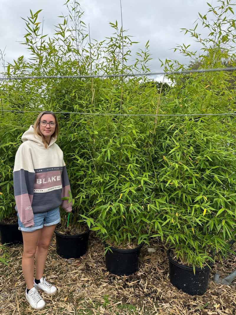 Bamboo Phyllostachys Aurea 40 Litre Pot 200/225 Extra Bushy