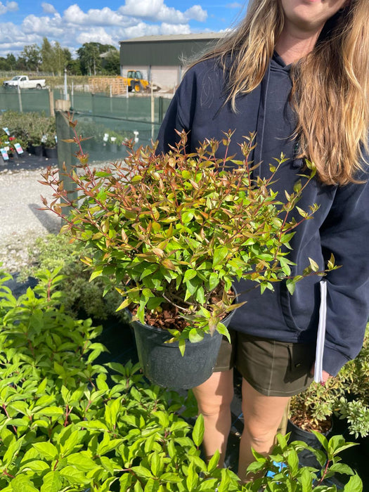 Abelia Sherwood 3 Litre Pot