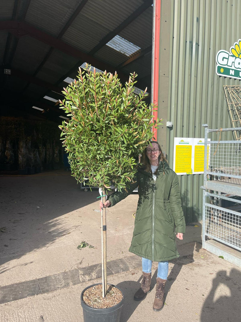 Callistemon Splendens Heavy Half Standard