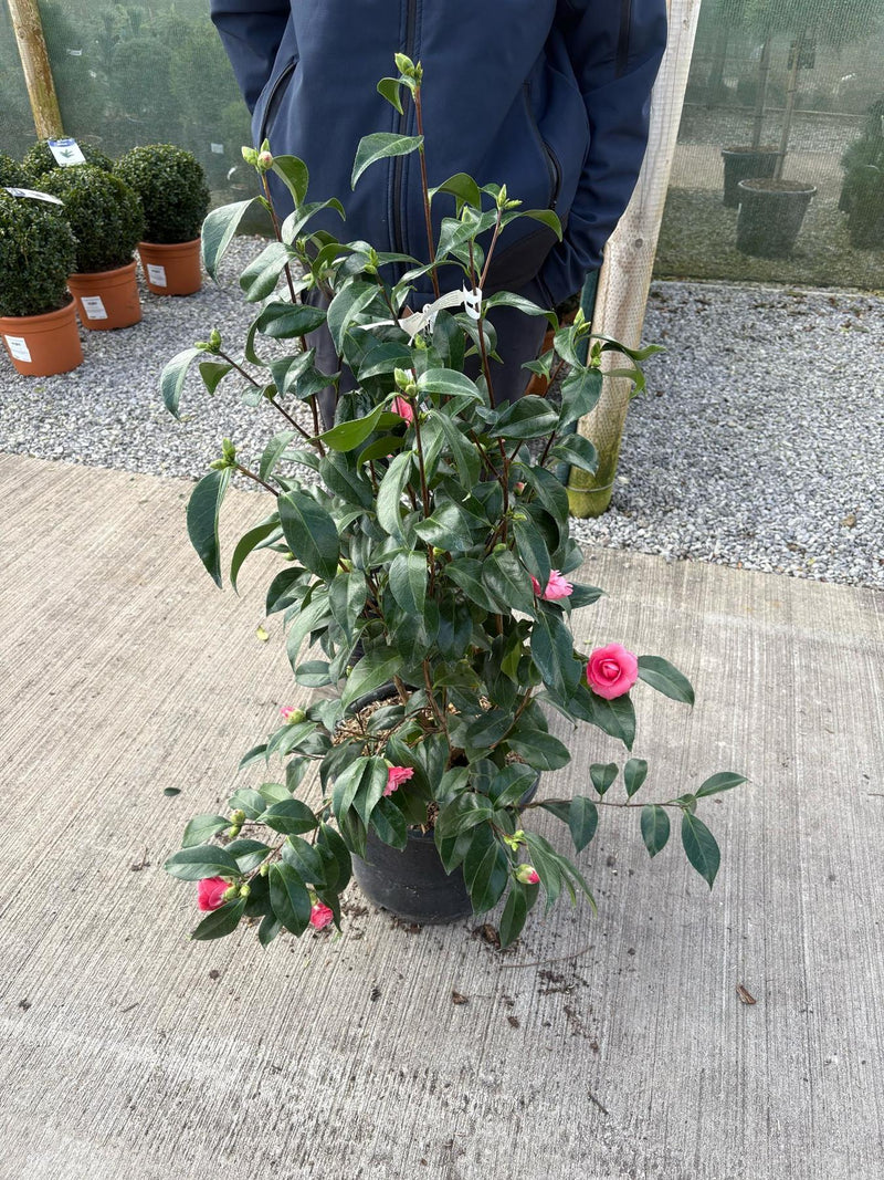 Camellia Japonica Ill Tramonto 15 Litre Pot